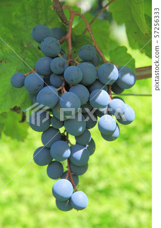 Wine grape black queen 57256333