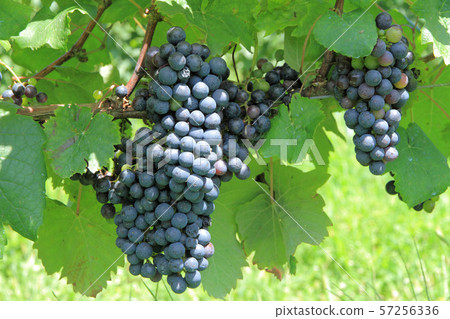釀酒葡萄小維鐸 57256336