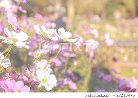 Cosmos garden Cosmos garden 57256479