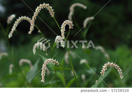 It seems that the natural plant Oinutade is large and has a decent community. Add flowers from summer to autumn It seems that the natural plant Oinutade is large and has a decent community. Add flowers from summer to autumn 57256520