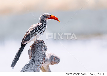bird red-billed hornbill, Namibia, Africa wildlife 57257411