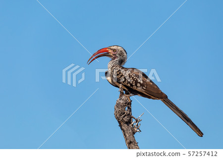 bird red-billed hornbill, Botswana, Africa 57257412