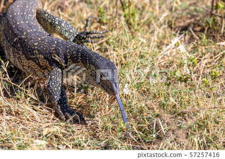 Monitor Lizard in Chobe, Botswana Africa wildlife Monitor Lizard in Chobe, Botswana Africa wildlife 57257416