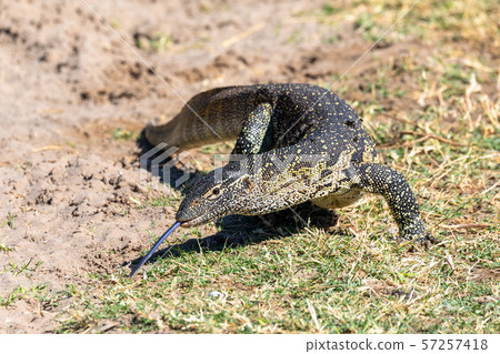 Monitor Lizard in Chobe, Botswana Africa wildlife 57257418