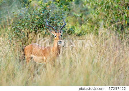Impala antelope Namibia, africa safari wildlife Impala antelope Namibia, africa safari wildlife 57257422