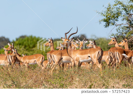 herd of impala antelope in Chobe, Botswana herd of impala antelope in Chobe, Botswana 57257423