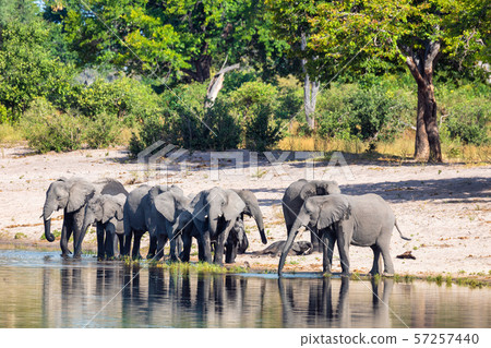 African elephant, Namibia, Africa safari wildlife African elephant, Namibia, Africa safari wildlife 57257440