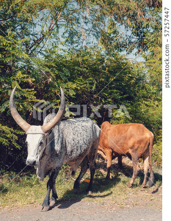 Ethiopian cattle on the road, Amhara, Ethiopia 57257447