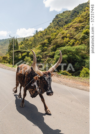 Ethiopian cattle on the road, Amhara, Ethiopia 57257448