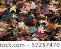 Autumn leaves 57257470