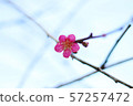 plum	 57257472
