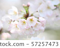 Cherry Blossoms	 57257473