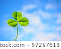 Refreshing sky and clover 57257613