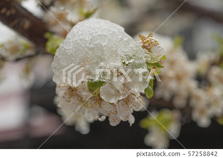 Spring snowy plum blossom 57258842