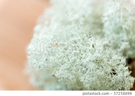 close up of reindeer lichen moss close up of reindeer lichen moss 57258899