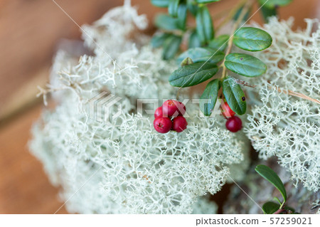close up of cowberry and reindeer lichen moss close up of cowberry and reindeer lichen moss 57259021