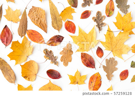 dry fallen autumn leaves on white background dry fallen autumn leaves on white background 57259128