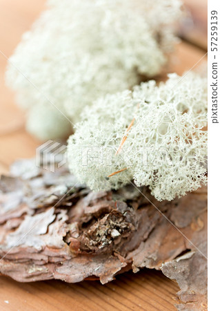 close up of reindeer lichen moss on pine tree bark 57259139