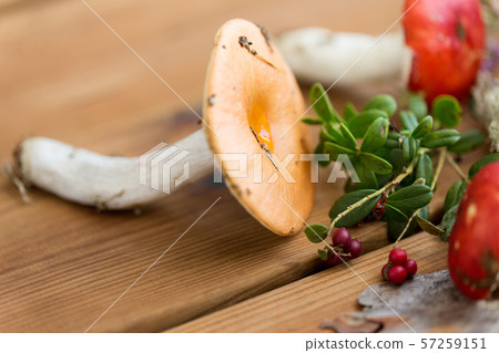 russule mushrooms and cowberry on wood 57259151