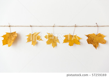 dry fallen autumn maple leaves on string dry fallen autumn maple leaves on string 57259169