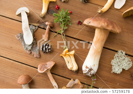 different edible mushrooms on wooden background different edible mushrooms on wooden background 57259178