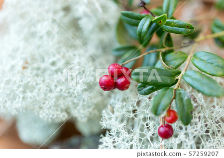 close up of cowberry and reindeer lichen moss 57259207