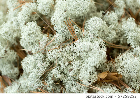 close up of reindeer lichen moss 57259252