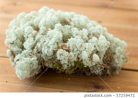 close up of reindeer lichen moss 57259472