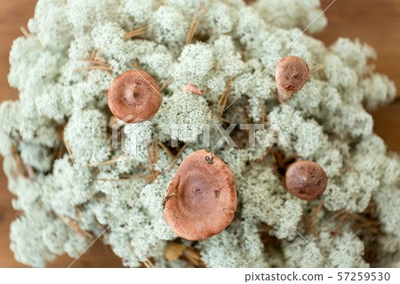 lactarius rufus mushrooms in reindeer lichen moss 57259530