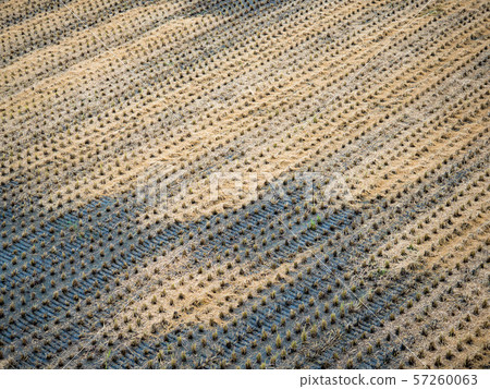 rice field harvest in Taiwan rice field harvest in Taiwan 57260063