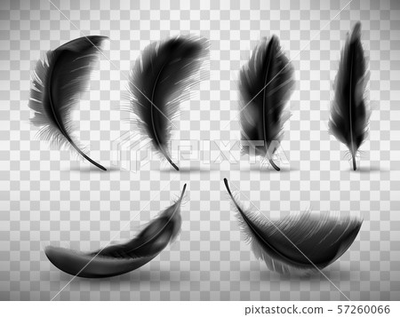 Black fluffy feather with shadow vector realistic Black fluffy feather with shadow vector realistic 57260066