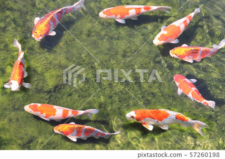 Nine fancy carps in pond, Koishikawa Korakuen 57260198