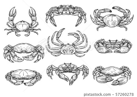 Crustacean marine crab animal sketches 57260278