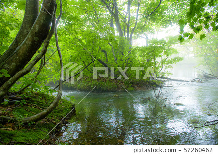 多雨的茄子鼻子沼澤地（秋田縣） 57260462