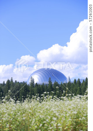 Dinosaur Museum Dinosaur Museum 57261003