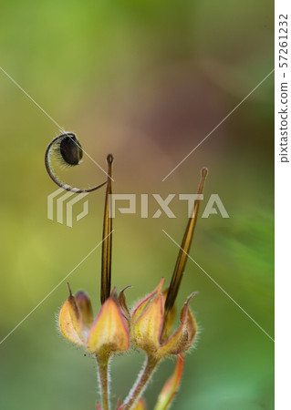Flower pictures Flower pictures 57261232