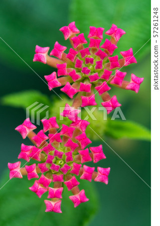 Flower pictures 57261248