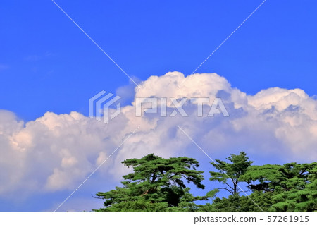 Blue sky and pine 57261915