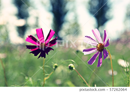 Cosmos 57262064