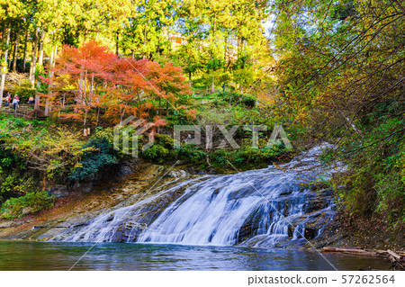 日本的秋天形象：Takimata瀑布的風景，Yoro山谷的著名地方，東京大都市區的秋葉的著名景點和千葉的象徵 57262564