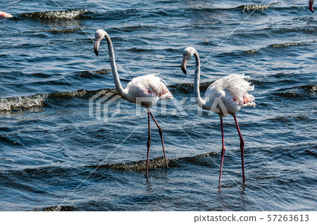 Flamengos at Walvis Bay 57263613