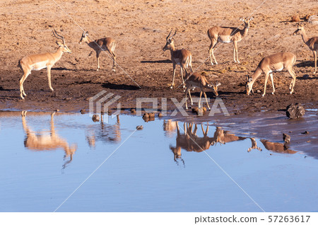 Impalas drinking from a waterhole Impalas drinking from a waterhole 57263617