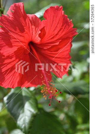 芙蓉(赤羽) 芙蓉(赤羽) 57264365