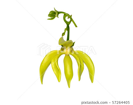 fragrant flowers of kantali champa on white 57264405
