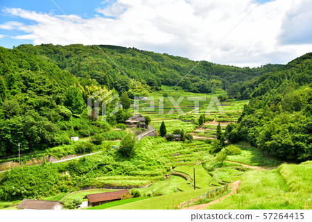 在夏天Otokidani的水稻梯田 57264415