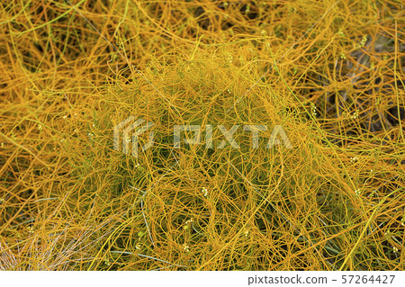 Close up Dodder plant on the ground 57264427