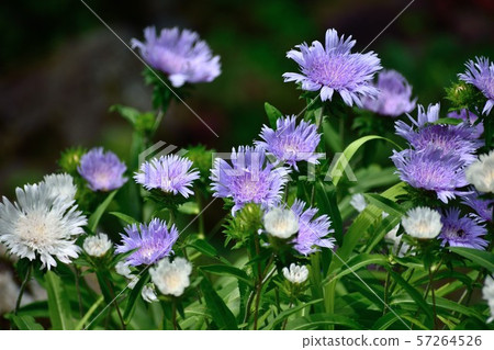 Strokesia Chrysanthemum淺紫色的花 57264526