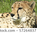  獵豹 57264837