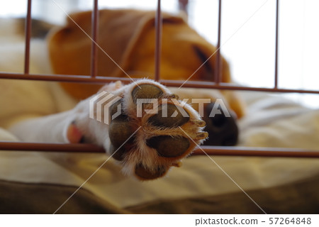 比格犬 57264848