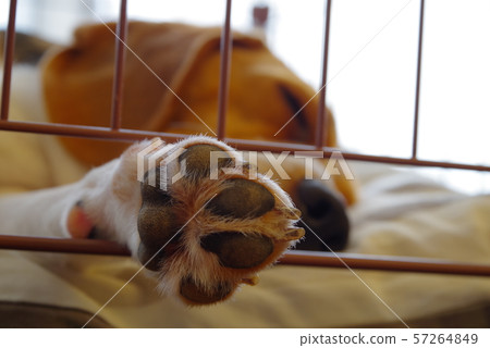 比格犬 57264849